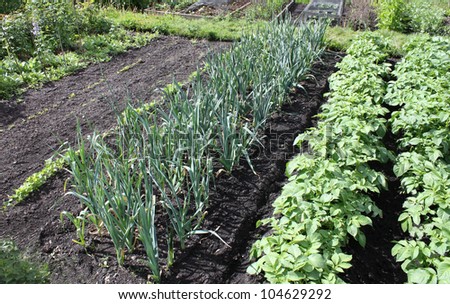 The Layout in Part of a Flourishing Vegetable Garden.