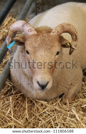A Sheep With Horns in a Metal Pen with Straw.