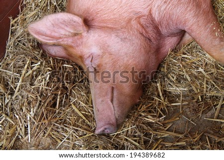 The Head and Shoulders of a Large Sleeping Pig.