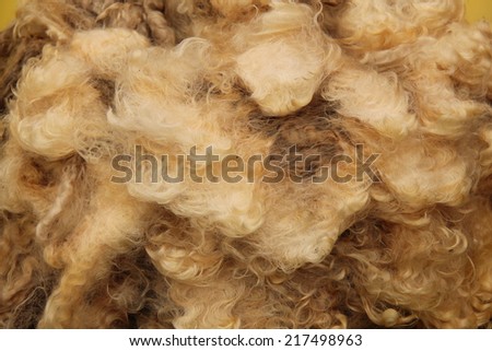 The Wool of the Fleece from a Sheared Sheep.
