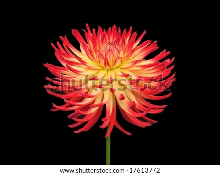 A Red And Yellow Dahlia On A Black Background. Stock Photo 17613772 ...