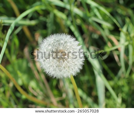 The Seed Head of a Dandelion Plant Flower.