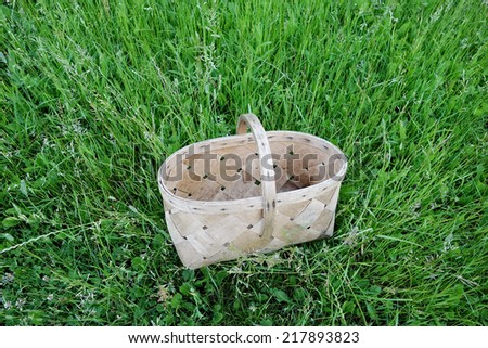 Empty basket in the grass