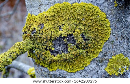 early spring mycelium of lichen growing on trees near Oliszki in the Podlasie region Zdjęcia stock © 