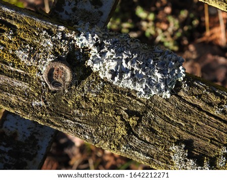 early spring mycelium of lichen growing on trees near Oliszki in the Podlasie region Zdjęcia stock © 