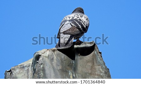 rock pigeon bird accompanying man in particular in cities such as Bialystok in the Podlasie region in Poland Zdjęcia stock © 