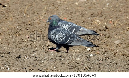 rock pigeon bird accompanying man in particular in cities such as Bialystok in the Podlasie region in Poland Zdjęcia stock © 