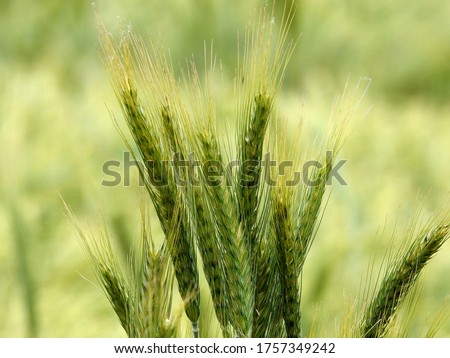 a grain plant called barley growing on a dirt road in the village of Fasty in the Podlasie region of Poland Zdjęcia stock © 