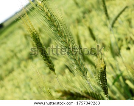 a grain plant called barley growing on a dirt road in the village of Fasty in the Podlasie region of Poland Zdjęcia stock © 