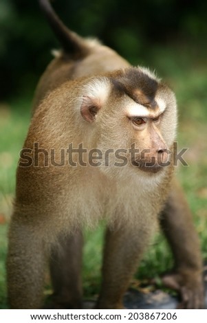 Monkey in Thailand,  National Park, Thailand