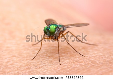 Fly, Insect in Thailand