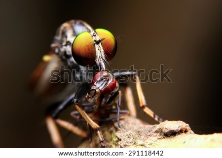 Robber fly, Insect in thailand, Found at Kanchanaburi Province