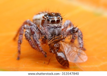 Jumping Spider eating Insect, Spider in Thailand