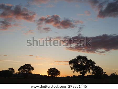 Tree Silhouettes with Red Sunset Clouds on Deep Blue Sky