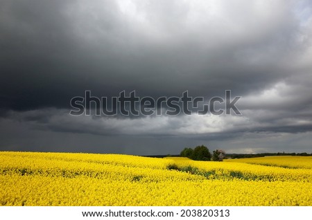 Rape field under dark clouds, summer in Denmark