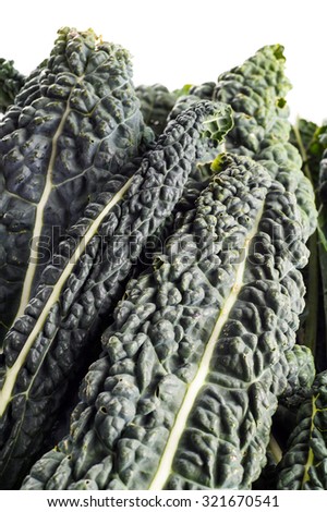 Black Kale, Italian Kale, Black Cabbage, Cavolo nero isolated on white