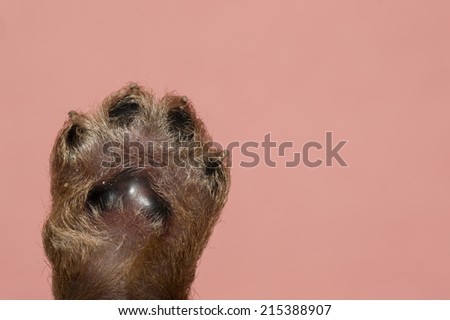 dogs foot