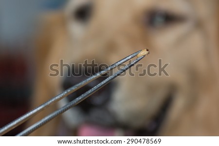 Dog tick