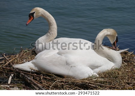 Two swans sharing a nest