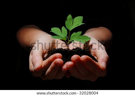 young plant in hands showing concept of environment and growth