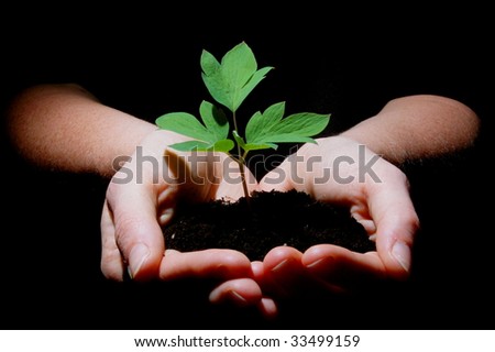 young plant in hands showing concept of environment and growth
