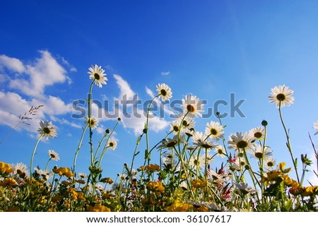 daisy flowers from below with blue sky on sunny summer day