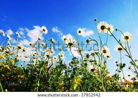 daisy flowers in summer from below with blue sky