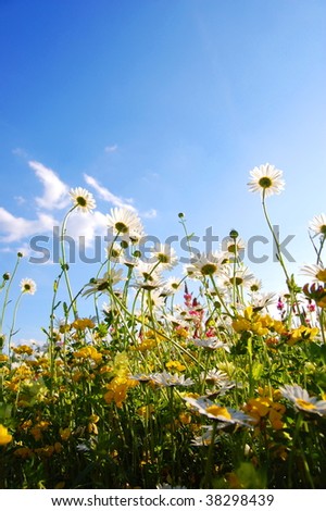 daisy flowers from below with blue sky on sunny summer day