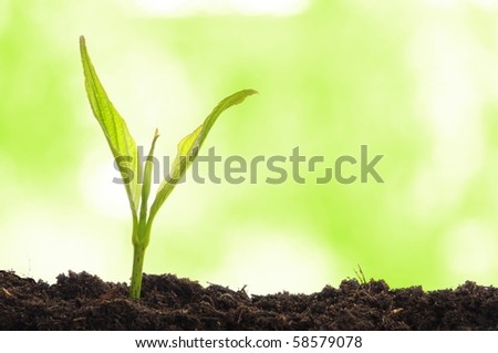 young plant showing ecology growth or nature concept with copyspace