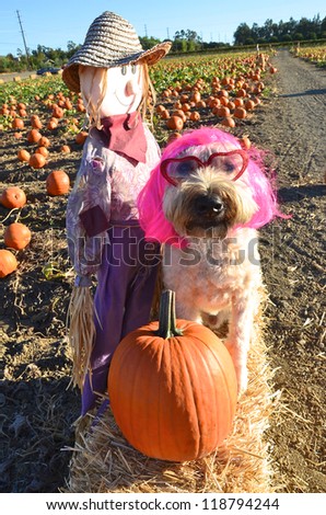 Dog dressed in a costume for halloween in a pumpkin patch