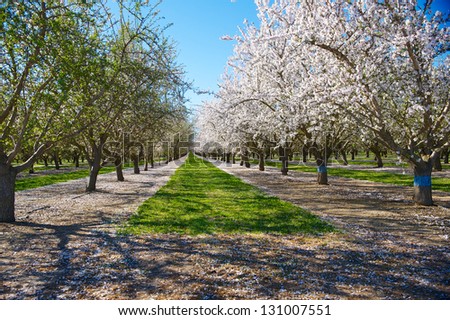 Almond orchard in full bloom