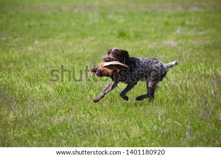 Shutterstock Puzzlepix