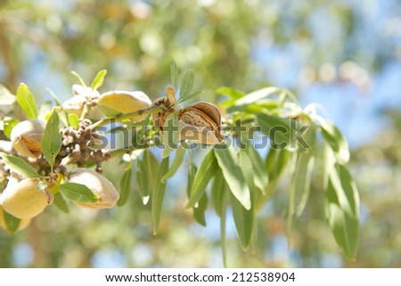 Closeup of mature almonds on the tree ready for harvest in an almond orchard in Central California.