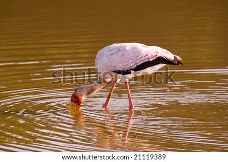Yellow Billed Stork searching for food in river.