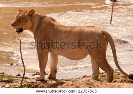 African lion standing at waters edge in Zambia.