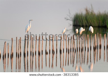 Group of egrets photographed resting on pillars in the water with their reflection showing off the water.