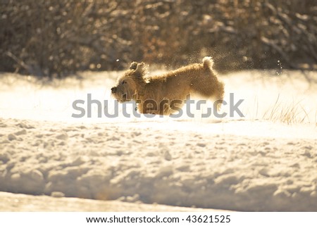 Soft Coated Wheaten Terrier running and playing in the snow.