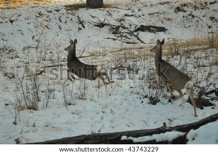 Two deer running through the snow.
