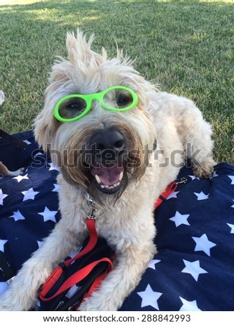 Wheaten Terrier wearing neon green glasses actually smokes for the camera, bright Colors of red leash, white stars, blue blanket, wheat-colored dog and green grass make up a comical dog photo