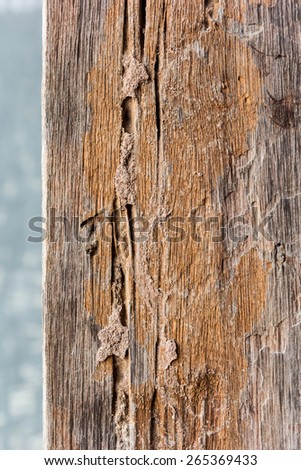 Traces of termites eat on old wood.