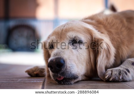tired dog