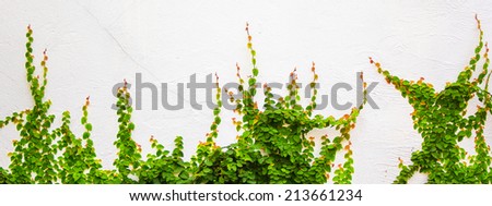 Ivy plant on white background at home.
