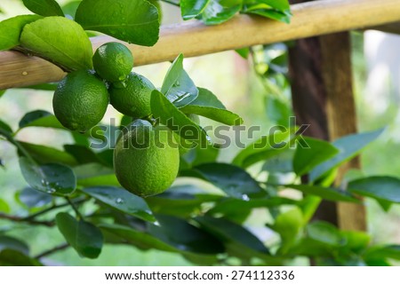 green lemon - lemon tree -limes - lime tree