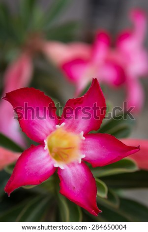 Floral background. Tropical flower Pink Adenium. Desert rose.