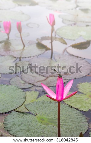 Lotus flower and dragonfly in nature.