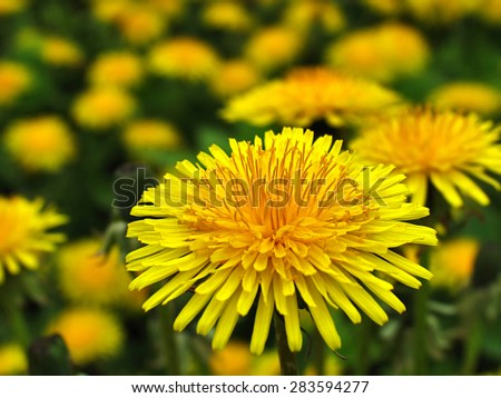 Field of dandelions. First spring flowers - yellow dandelion. Shallow depth of field