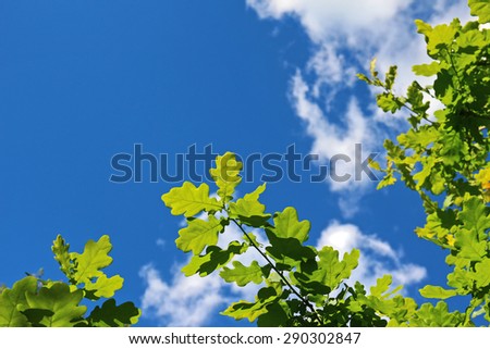 Green leaves of oak against bright blue sky with white clouds out of focus. Right and bottom border. Shallow depth of field