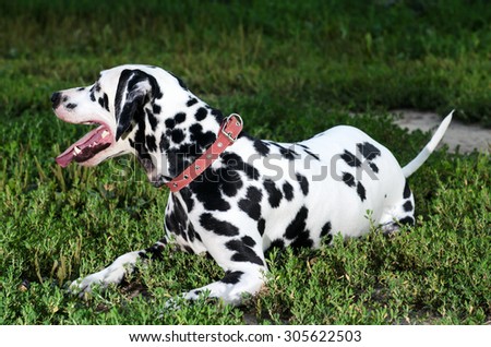 Dalmatian dog in nature lies in the grass