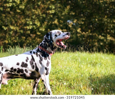 Dalmatian dog in nature basking in the sun