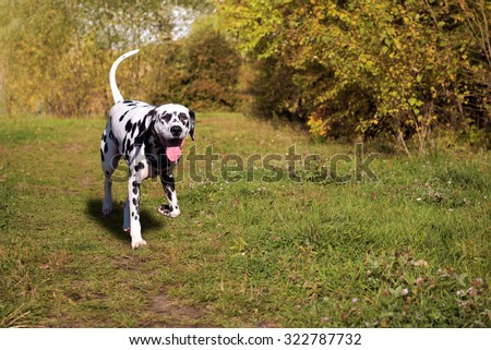 Dalmatian dog tired running in nature with green and yellow grass on the road